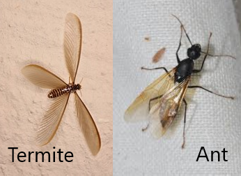 Termite Swarm or Flying Ants?