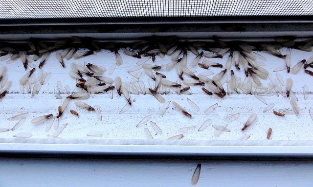 Termite Swarm Season
